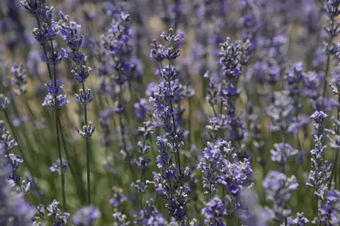 Lavandula angustifolia