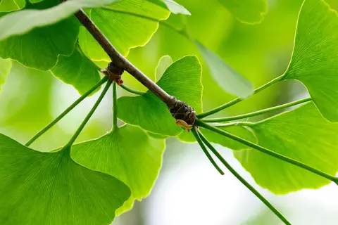 Ginkgo_biloba