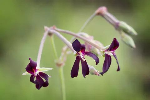 Pelargonium_sidoides