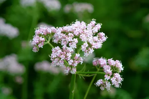 Valeriana_officinalis