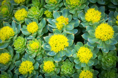 Rhodiola rosea