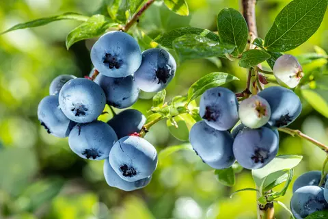 Blauwe bosbes