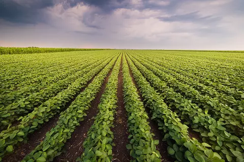 Plantage