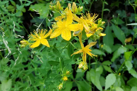 Hypericum perforatum