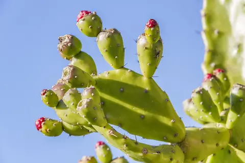 Opuntia ficus indica