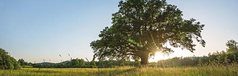 schwabe tree