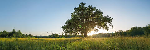 Afbeelding van een boom in een veld, met de zon die door de bladeren van de boom schijnt